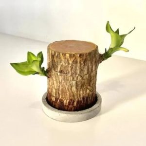 Lucky Wood
